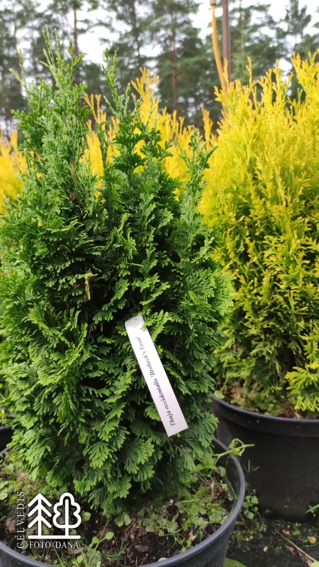 Thuja occidentalis   'Brobeck's Tower'